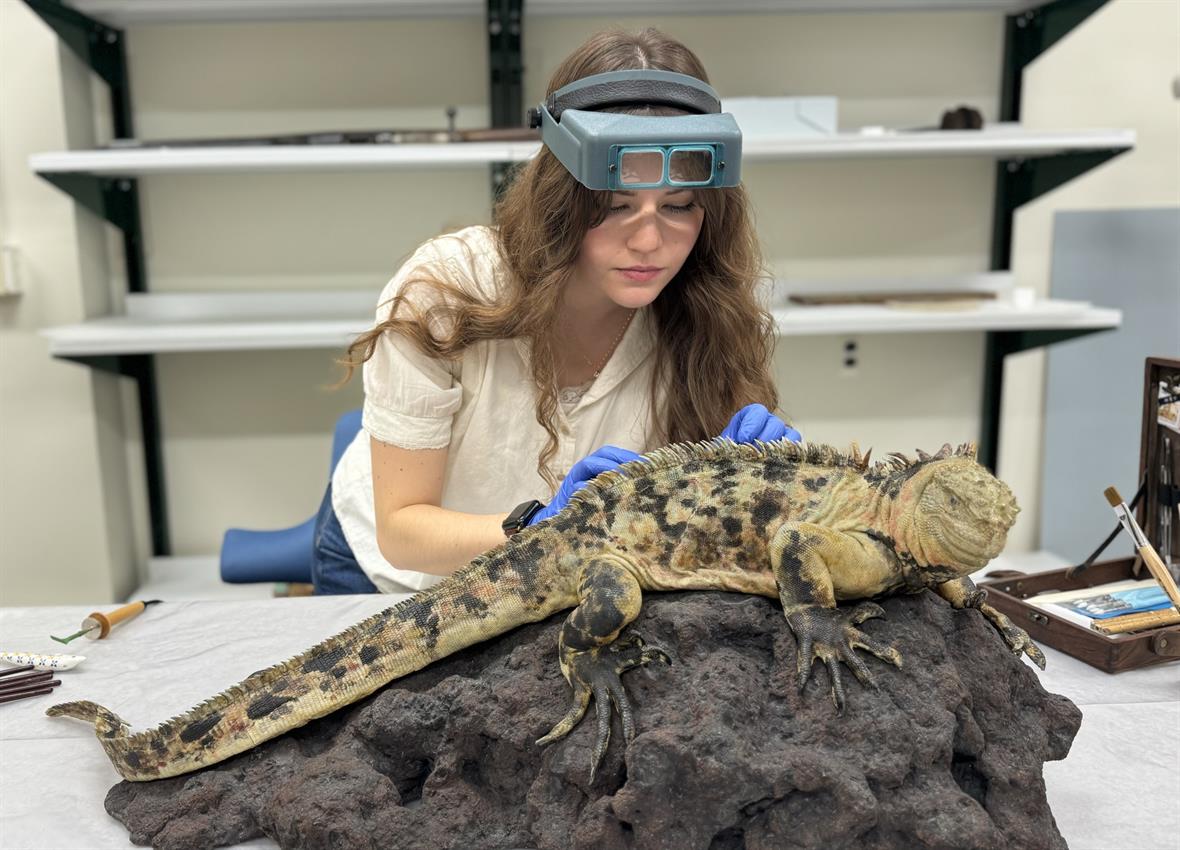 A student wearing a magnifying visor and gloves examines a preserved iguana that is posed on the rock.