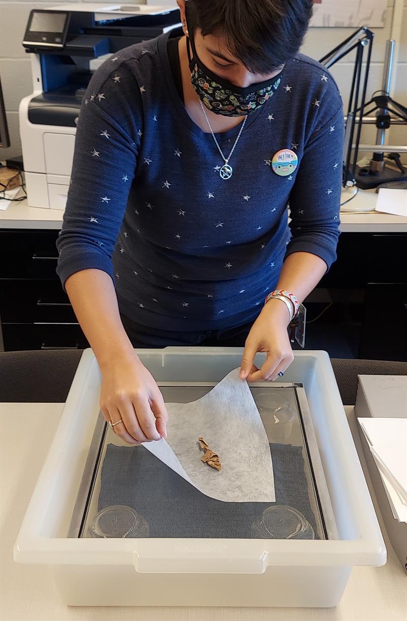 A student places a papyrus fragment, resting on a tissue, into a plastic bin.