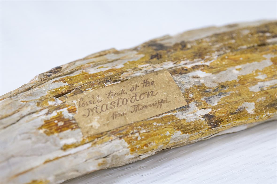 An aged paper label with faded writing, on a fossil fragment.