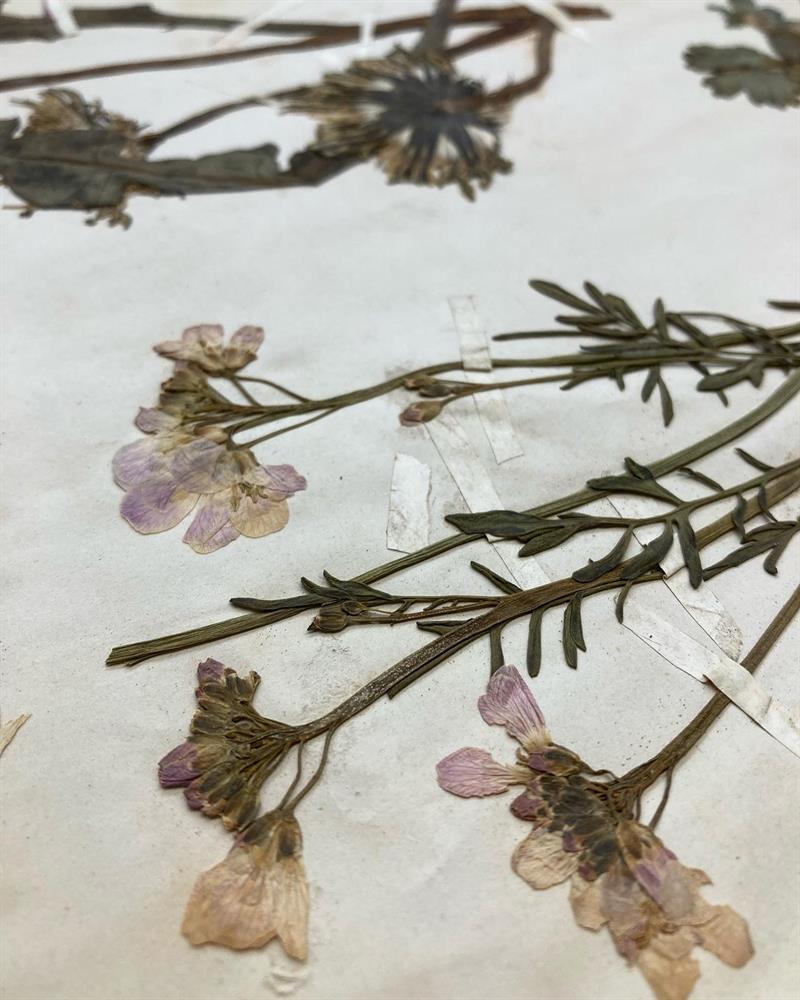 Detail image of dried flowers attached to book pages with fabric tape.