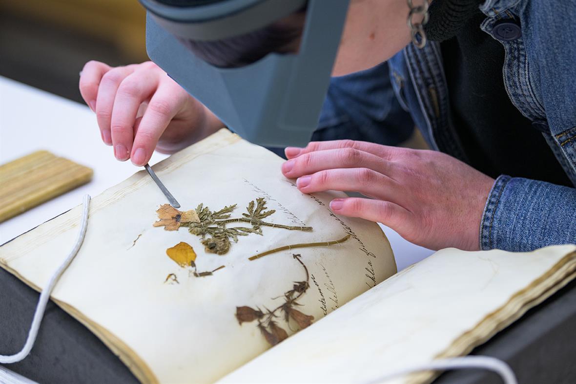 A student, wearing a magnifying visor, slides a microspatula under a dried flower attached to the pages of a book.